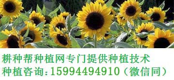嘉寶果樹適合什么地方種植_嘉寶果樹苗種植_果樹種植適合嘉寶地方嗎