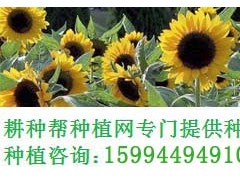 嘉寶果適合在哪里種植