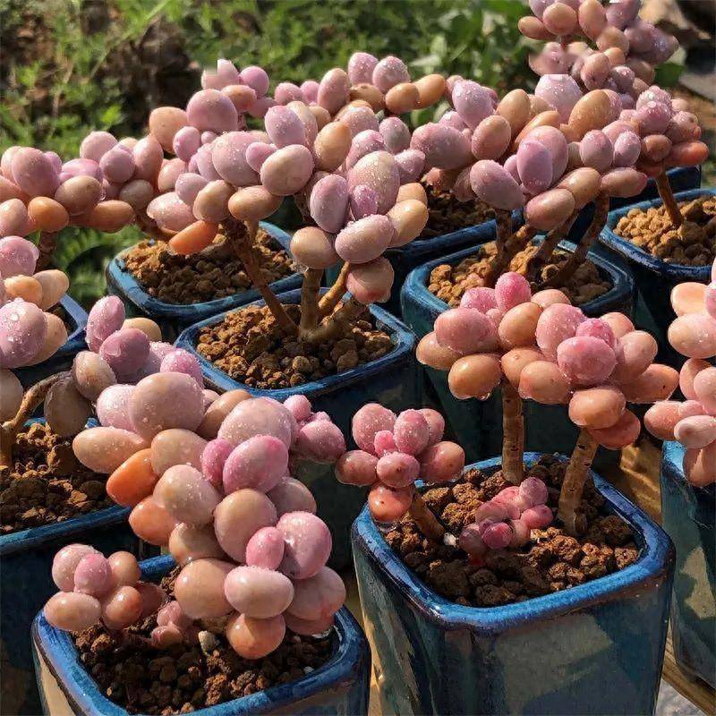 多肉桃蛋植物怎么養_多肉桃蛋用什么盆養_多肉桃蛋怎養