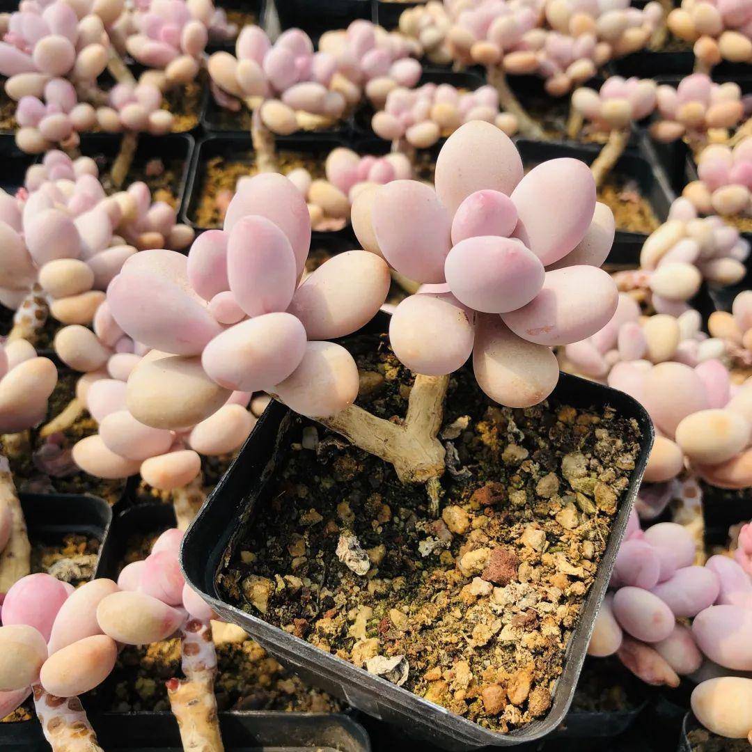 多肉桃蛋植物怎么養_多肉桃蛋用什么盆養_多肉桃蛋怎養