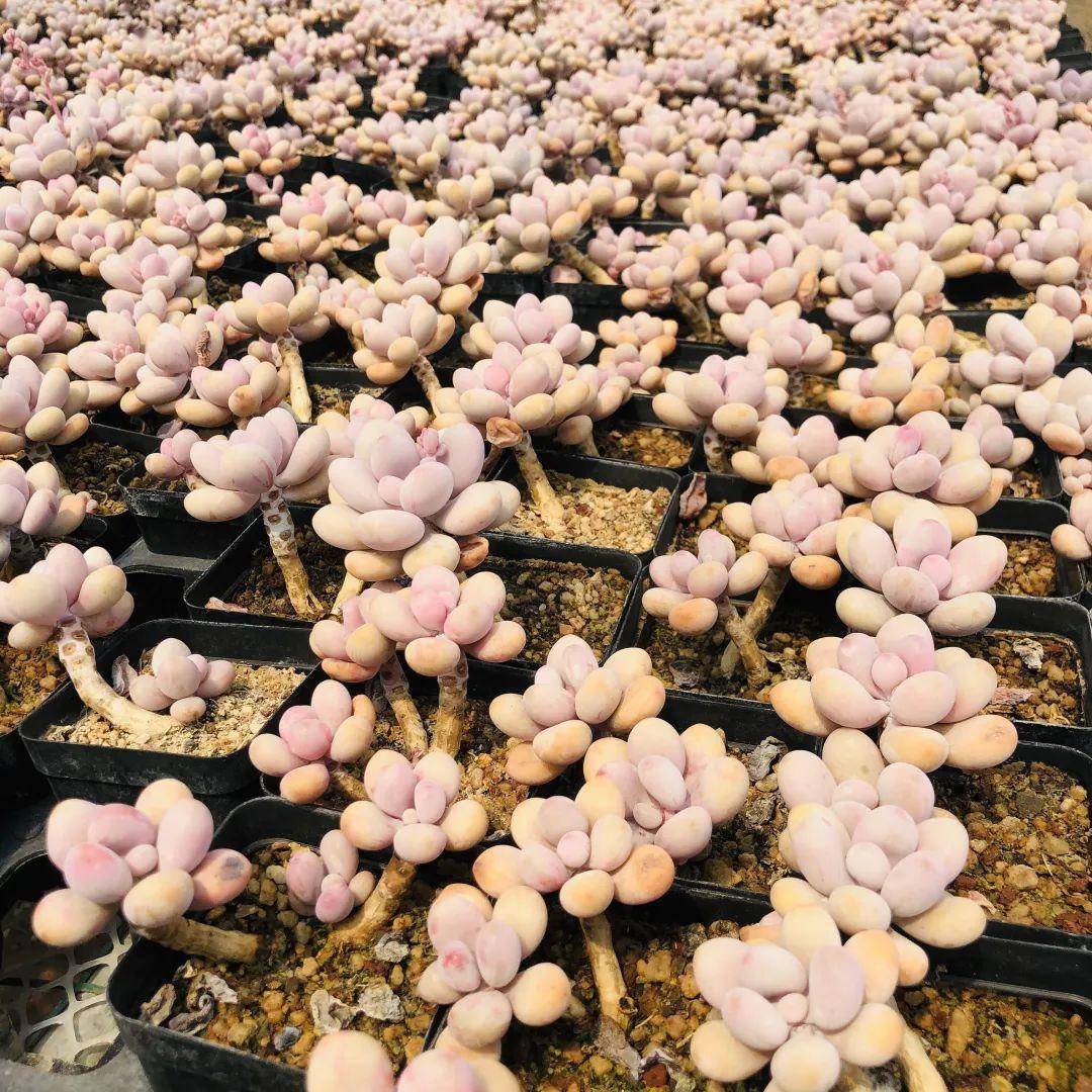 多肉桃蛋用什么盆養_多肉桃蛋植物怎么養_多肉桃蛋怎養