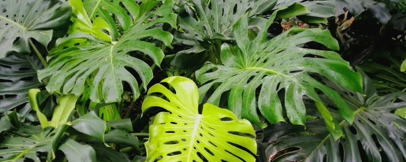 綠植大葉子叫什么花_大葉子的綠植有哪些_植物葉子大