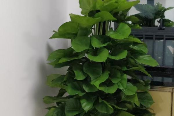 綠植大葉子叫什么花_植物葉子大_大葉子的綠植有哪些