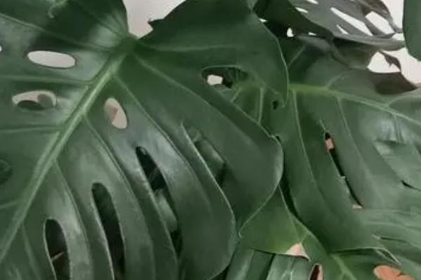 植物葉子大_大葉子的綠植有哪些_綠植大葉子叫什么花