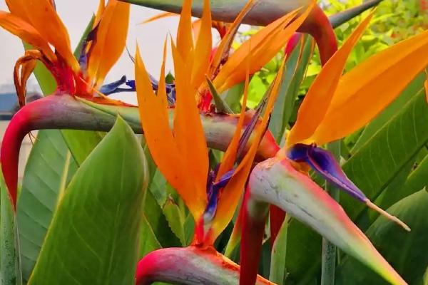 大葉子的綠植有哪些_植物葉子大_綠植大葉子叫什么花