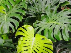 有哪些室內大葉子的綠植，常見的有大葉綠蘿、龜背竹等