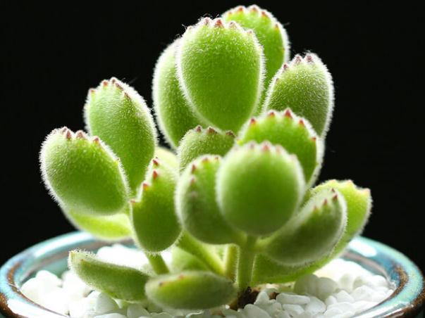 植物多肉介紹卡_介紹多肉植物_植物多肉介紹標簽卡幼兒園