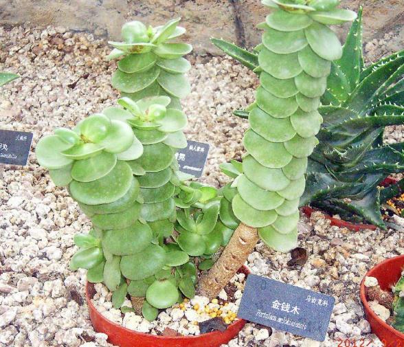 植物多肉介紹卡_植物多肉介紹標簽卡幼兒園_介紹多肉植物
