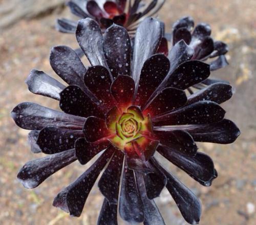 植物多肉介紹標簽卡幼兒園_植物多肉介紹卡_介紹多肉植物