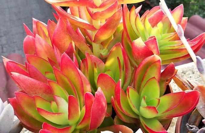 植物多肉介紹標簽卡幼兒園_介紹多肉植物_植物多肉介紹卡