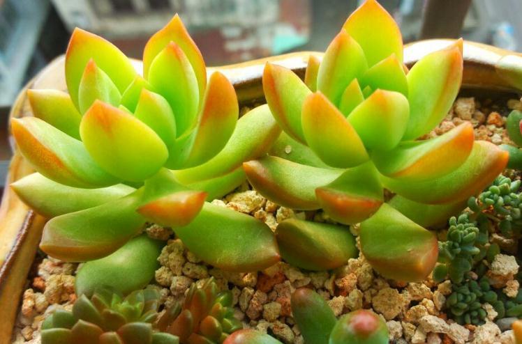 植物多肉介紹標簽卡幼兒園_植物多肉介紹卡_介紹多肉植物