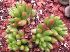 不知道養啥多肉植物？我整理了20種常見多肉！夠你養一陽臺了