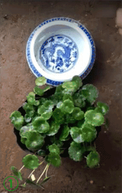 銅錢草土培怎么養爆盆_銅錢草土培怎么澆水_培養土銅錢草爆盆怎么辦