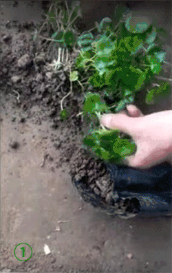 培養土銅錢草爆盆怎么辦_銅錢草土培怎么養爆盆_銅錢草土培怎么澆水