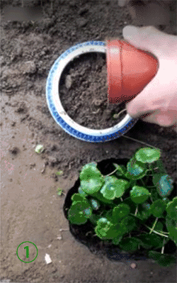 培養土銅錢草爆盆怎么辦_銅錢草土培怎么養爆盆_銅錢草土培怎么澆水