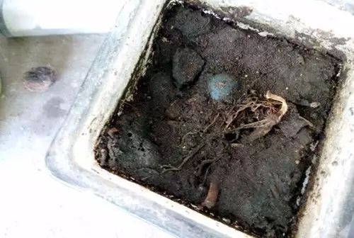 銅錢草土培怎么養爆盆_銅錢草土培怎么澆水_培養土銅錢草爆盆怎么辦