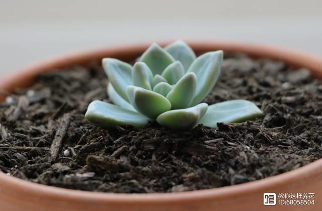 名貴植物多肉有哪些_名貴的多肉植物有哪些_名貴植物多肉有什么特點