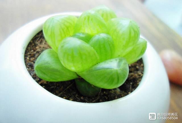 名貴植物多肉有什么特點_名貴植物多肉有哪些_名貴的多肉植物有哪些