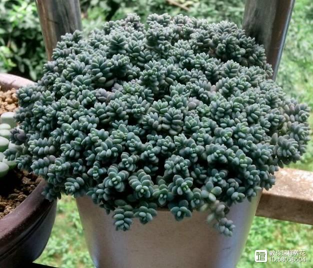 名貴植物多肉有哪些_名貴的多肉植物有哪些_名貴植物多肉有什么特點