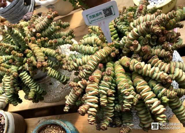 名貴的多肉植物有哪些_名貴植物多肉有什么特點_名貴植物多肉有哪些