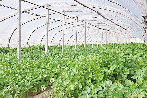 春季種植的蔬菜有哪些_春季蔬菜種植有什么好處_春季蔬菜種植有哪些品種圖片