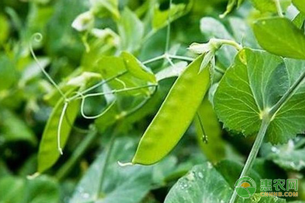 春季蔬菜種植有什么好處_春季蔬菜種植有哪些品種圖片_春季種植的蔬菜有哪些