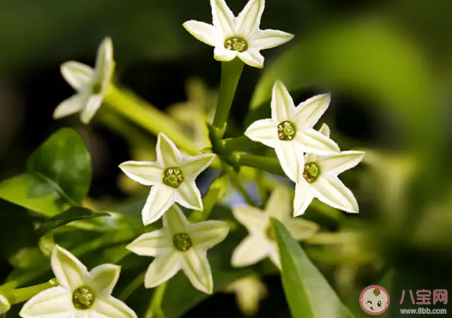 適合在室內(nèi)養(yǎng)的綠植_適合室內(nèi)養(yǎng)的綠植物_室內(nèi)養(yǎng)綠植適合種什么花