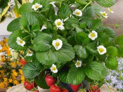 遼寧省草莓溫室高效栽培技術