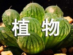 多肉植物寶草錦的繁殖方法