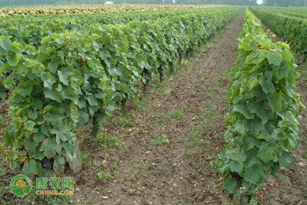 戊唑醇農藥防治哪些病_農藥戊唑醇是干什么的_農藥戊唑醇的使用說明