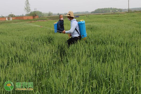 戊唑醇農藥防治哪些病_農藥戊唑醇是干什么的_農藥戊唑醇的使用說明