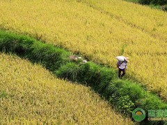 己唑醇治哪些病？