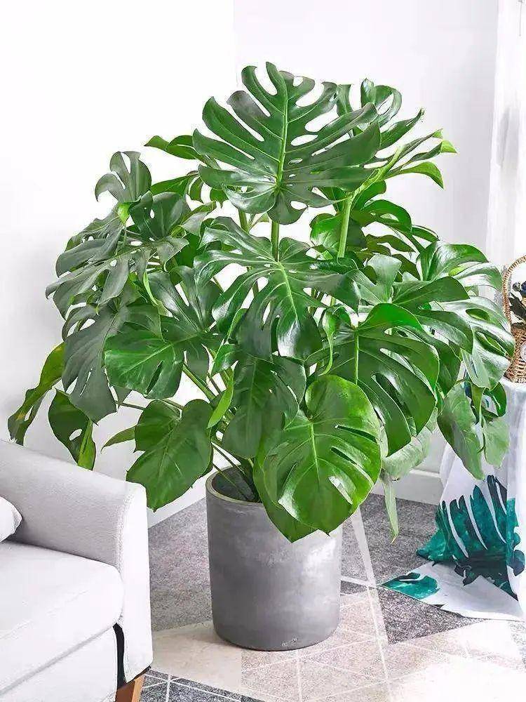 綠植大葉有斑點(diǎn)怎么回事_大葉綠植有哪些_大葉綠植有毒嗎