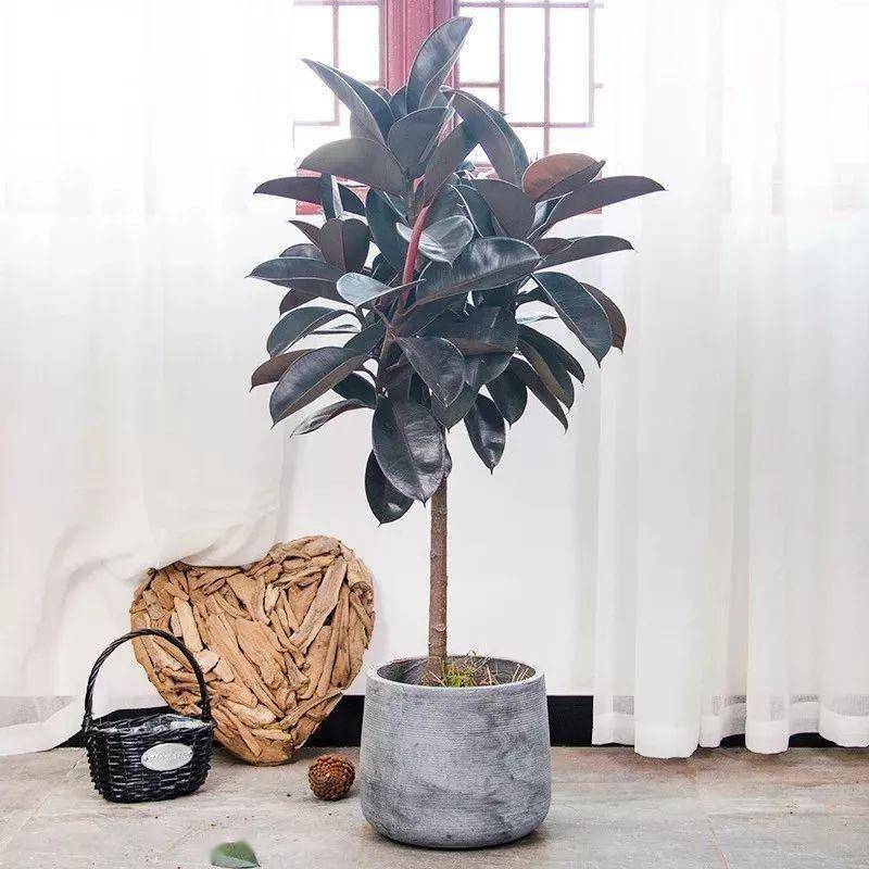 綠植大葉有斑點(diǎn)怎么回事_大葉綠植有哪些_大葉綠植有毒嗎