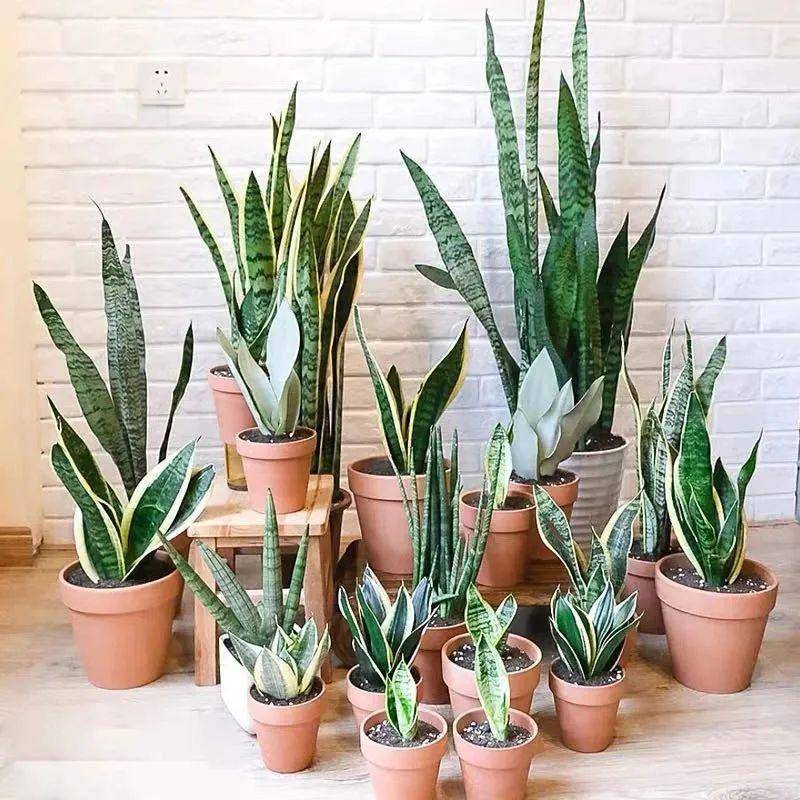 大葉綠植有哪些_綠植大葉有斑點(diǎn)怎么回事_大葉綠植有毒嗎