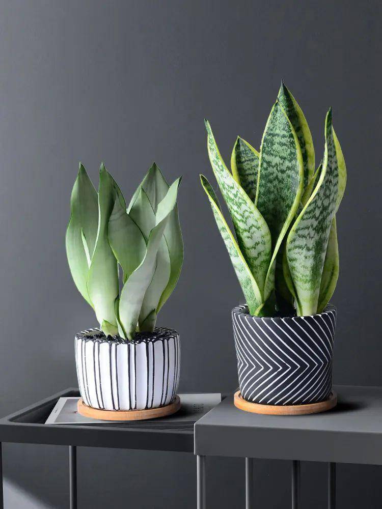 綠植大葉有斑點(diǎn)怎么回事_大葉綠植有毒嗎_大葉綠植有哪些