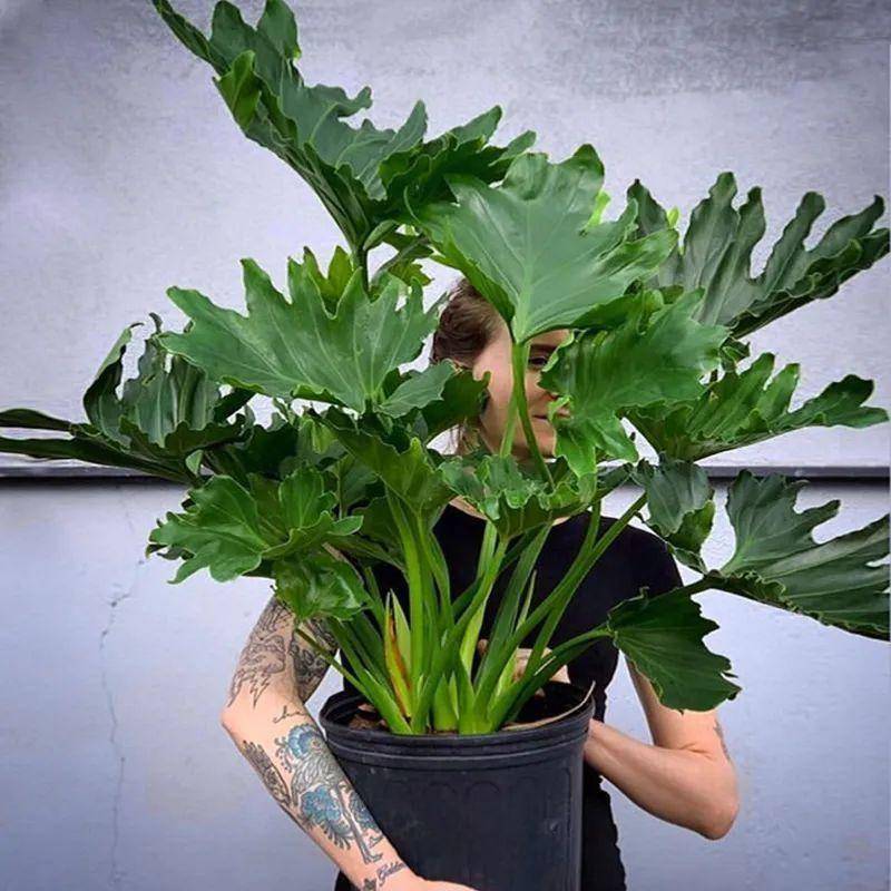 大葉綠植有哪些_綠植大葉有斑點(diǎn)怎么回事_大葉綠植有毒嗎