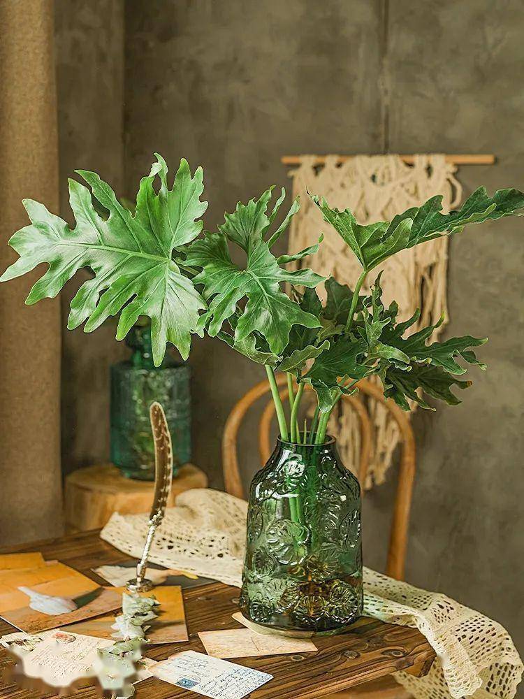 大葉綠植有哪些_綠植大葉有斑點(diǎn)怎么回事_大葉綠植有毒嗎