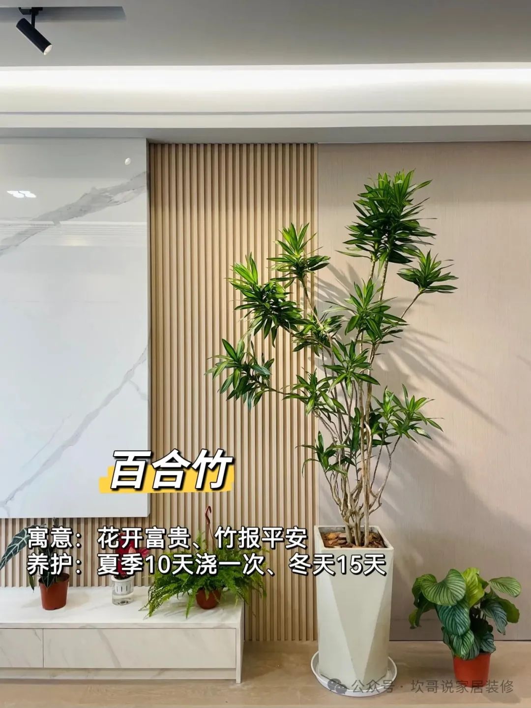 養(yǎng)綠植適合懶人養(yǎng)嗎_懶人養(yǎng)植物_最適合懶人養(yǎng)的綠植