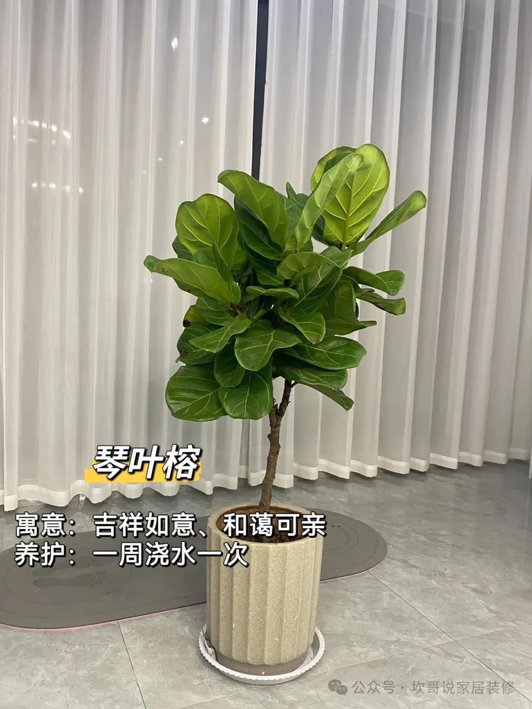 養(yǎng)綠植適合懶人養(yǎng)嗎_懶人養(yǎng)植物_最適合懶人養(yǎng)的綠植