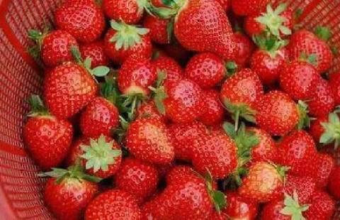 草莓農藥殘留超標_農藥草莓吃了怎么解毒_草莓農藥殘留中毒癥狀