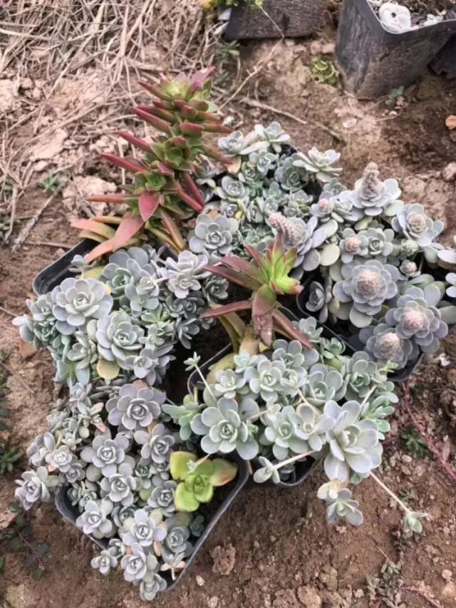 耐高溫耐寒的多肉植物有哪些_耐高溫又耐寒的多肉_超耐寒多肉