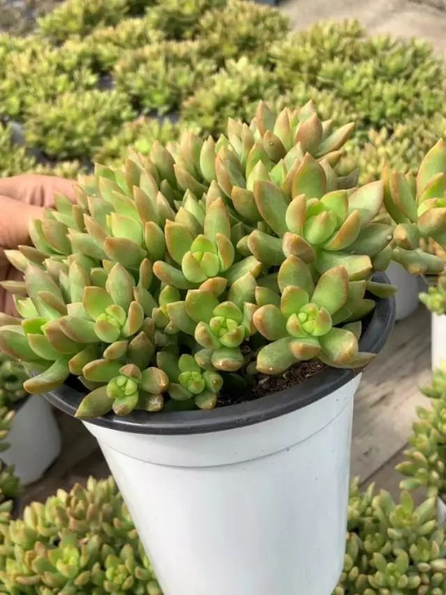 耐高溫耐寒的多肉植物有哪些_耐高溫又耐寒的多肉_超耐寒多肉