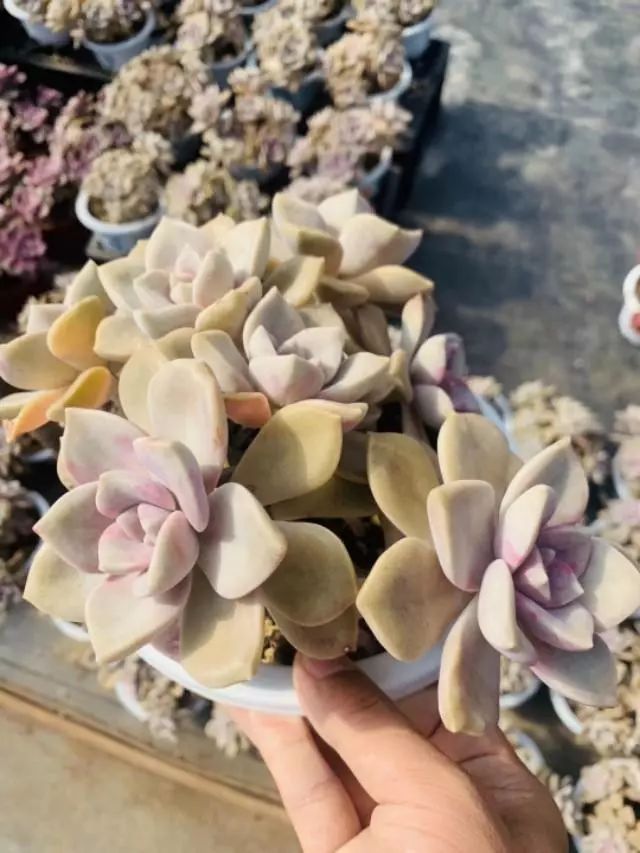 耐高溫耐寒的多肉植物有哪些_耐高溫又耐寒的多肉_超耐寒多肉