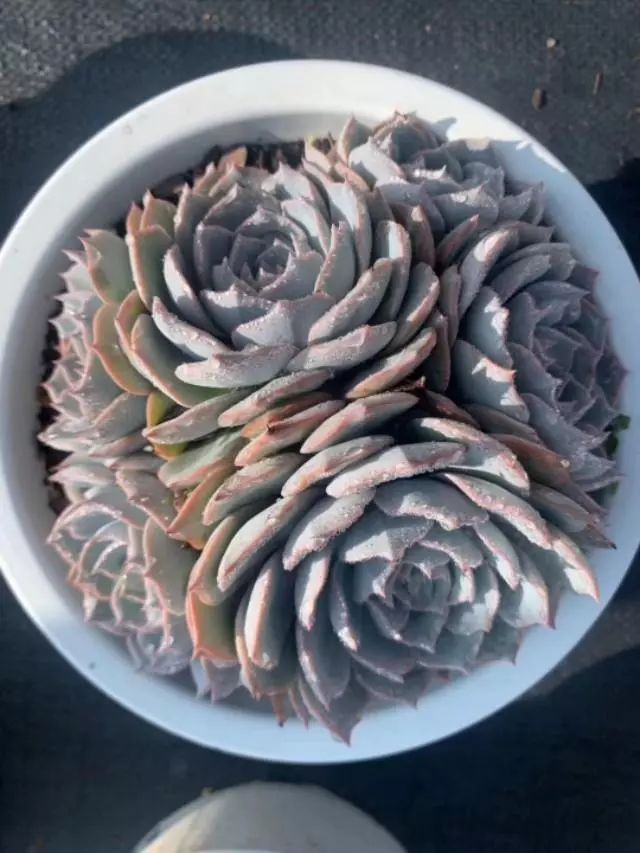 超耐寒多肉_耐高溫又耐寒的多肉_耐高溫耐寒的多肉植物有哪些