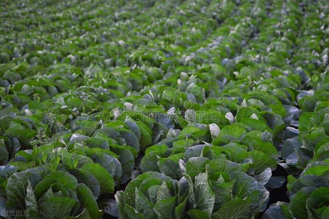 雨水蔬菜種植注意事項_雨水蔬菜種植方法_雨水種植什么蔬菜