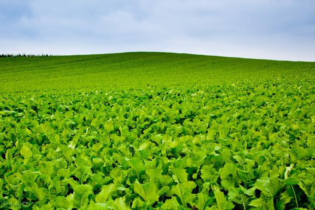 雨水蔬菜種植方法_雨水蔬菜種植注意事項_雨水種植什么蔬菜