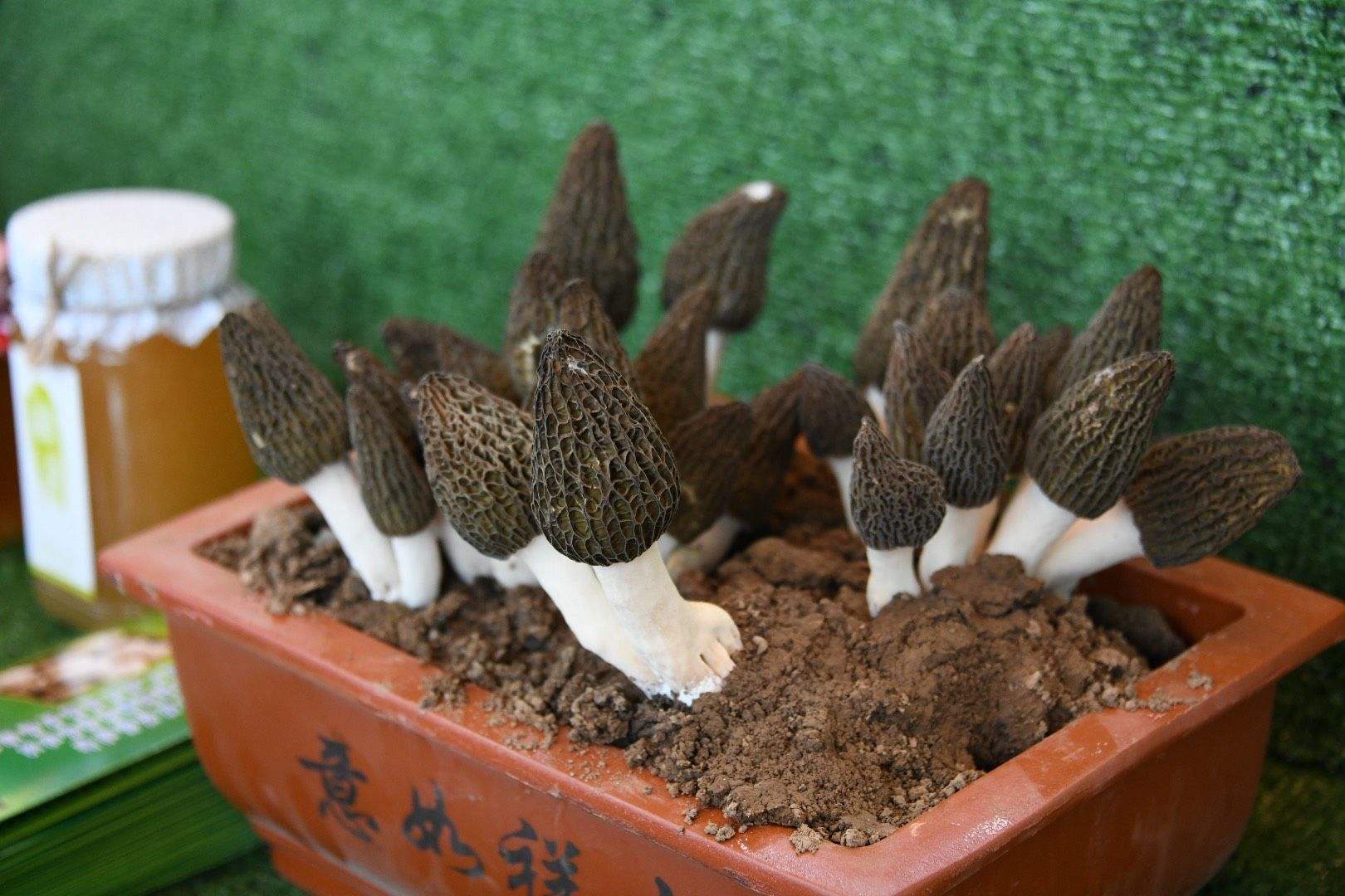 科技苑羊肚菌種植視頻_羊肚菌菌子種_羊肚菌種植方法和條件