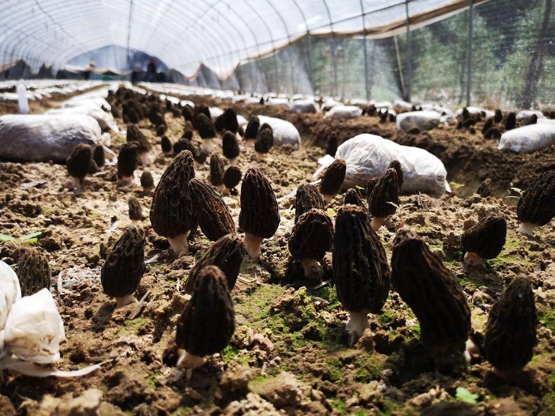 科技苑羊肚菌種植視頻_羊肚菌菌子種_羊肚菌種植方法和條件