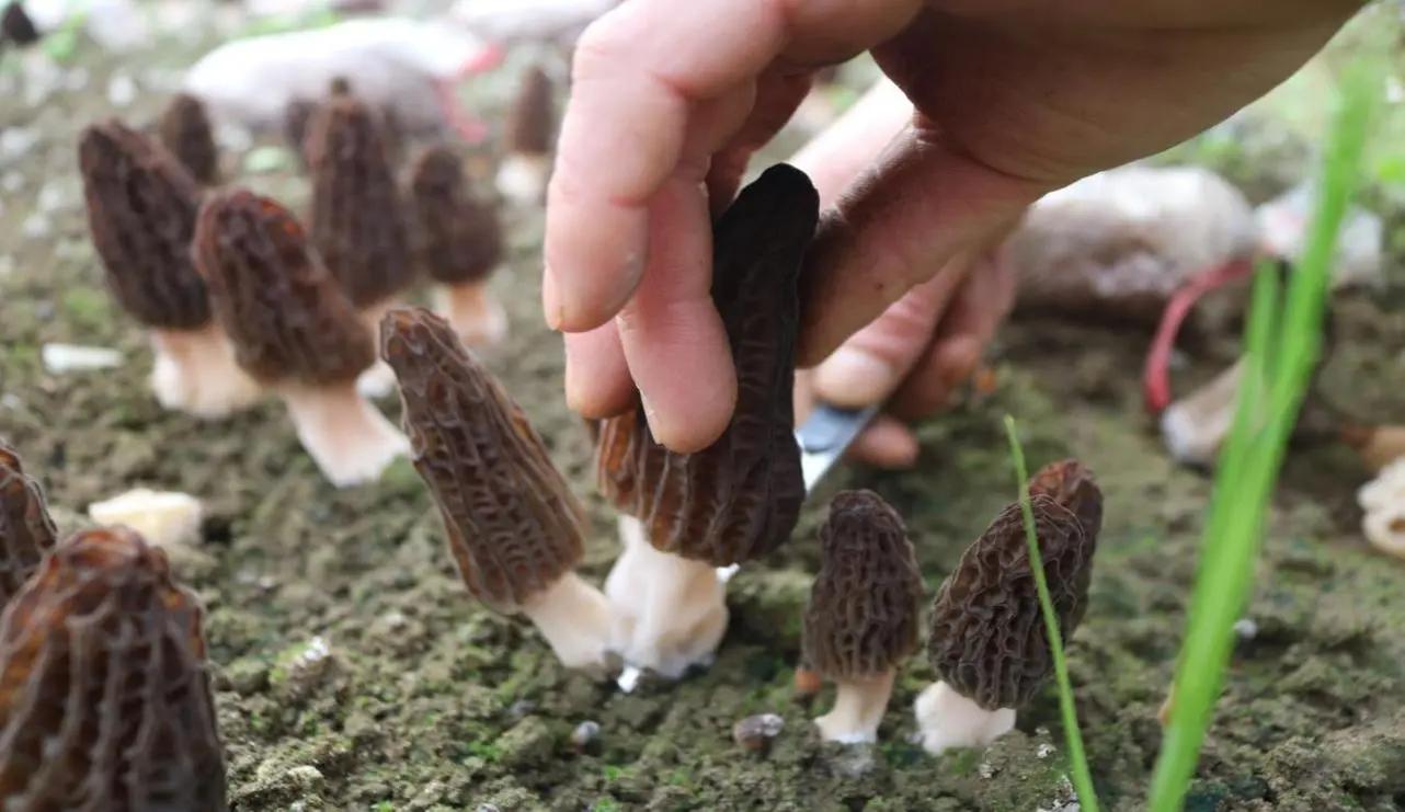 羊肚菌種植方法和條件_羊肚菌菌子種_科技苑羊肚菌種植視頻
